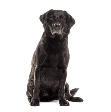 Yaşlı yaşlı, gri labrador av köpeği kameraya bakıyor, beyaz tenli.