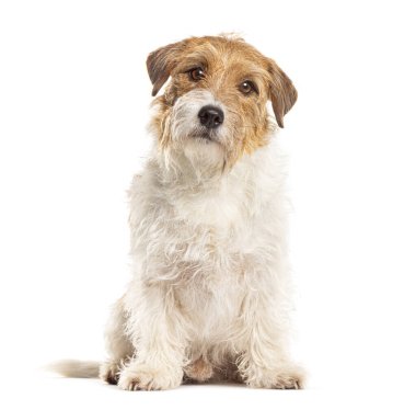 Jack Russell Terrier sakince poz veriyor, yerde oturuyor, tuhaf bir ifadeyle.