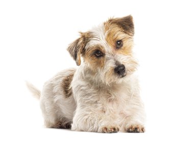 Şirin papaz Russell Terrier köpeği beyaz arka plana uzanıp kameraya bakıyor.
