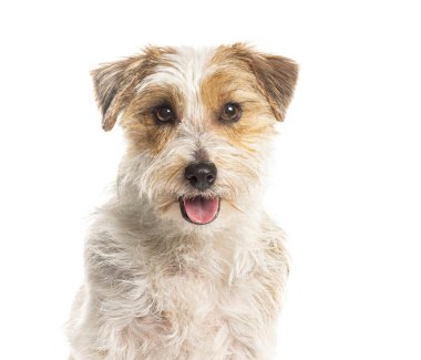 Şirin Jack Russell Terrier köpeği beyaz arka planda oturuyor ve soluk soluğa, mutlu görünüyor.