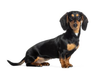 Siyah ve kahverengi kürklü şirin kısa saçlı dachshund köpeği beyaz bir arka planda oturuyor ve ileriye bakıyor.