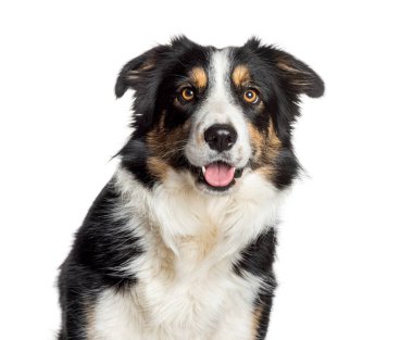 Mutlu sınır çoban köpekleri oturur ve soluk soluğa kalır, beyaz arka planda soyutlanır