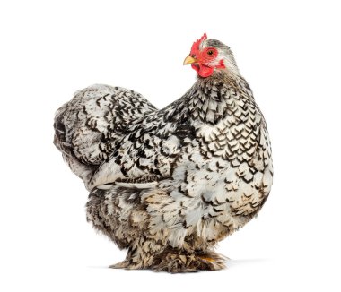 Gri ve beyaz Koçin tavuğu, güzel ve eşsiz tüylerini gözler önüne seriyor.