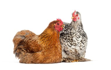 Kahverengi tavuk, beyaz bir arka planda, bir Koçin tavuğuyla yerde yatıyordu.