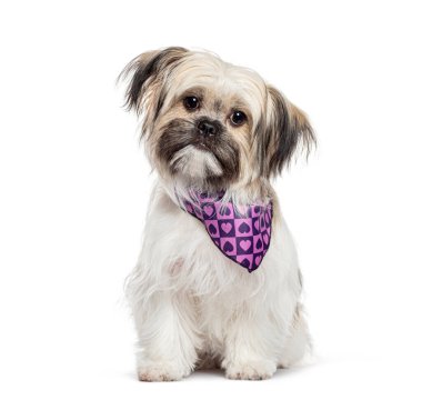 Pofuduk Shih Tzu köpeği, mor bir bandana ile süslenmiş, poz veriyor, oturuyor