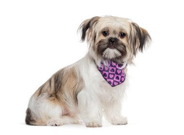 Pofuduk Shih Tzu köpeği, mor bir bandana ile süslenmiş, poz veriyor, oturuyor