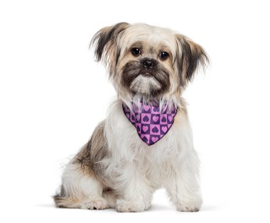 Pofuduk Shih Tzu köpeği, mor bir bandana ile süslenmiş, poz veriyor, oturuyor