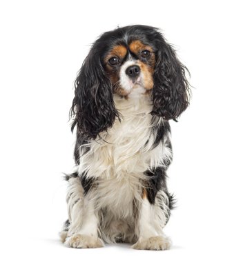 Şövalye Kral Charles Spaniel, beyaz tenli Cemara 'ya bakıyor.