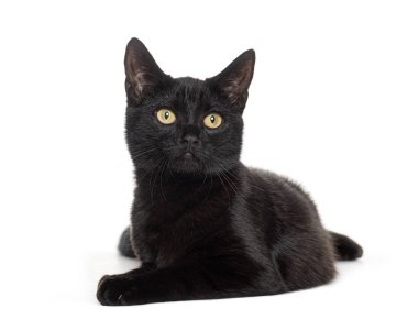 Sarı gözlü kara kedi yerde yatıyor ve ilgiyle bakıyor.