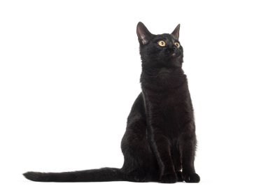 Siyah Avrupalı kısa boylu kedi, sarı gözlü, yukarı bakan, oturan, beyaz tenli