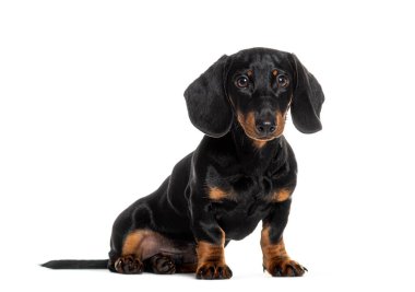 Sevimli siyah ve esmer dört aylık beyaz arka planda oturan bir köpek yavrusu