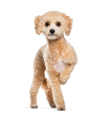 On aylık, bakımlı kayısı oyuncağı köpek yavrusu ayakta duruyor ve tek patisini kaldırıyor, beyaz üzerinde tek başına.