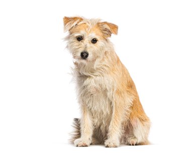 Melez köpek oturuyor ve beyaz arka planda izole edilmiş kameraya bakıyor.