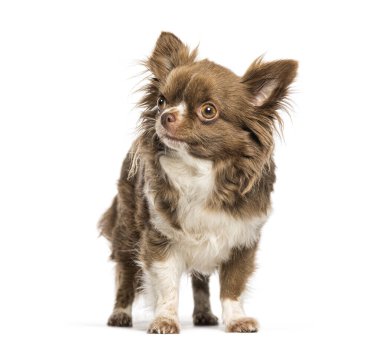 Tuhaf bir chihuahua köpeği beyaz arka planda dikilip bakıyor.