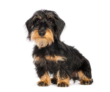 Sevimli tel saçlı dachshund köpeği yerde oturuyor ve meraklı görünüyor.