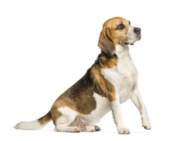 Bir Beagle 'ın yan görünüşü, kameraya bakıyor ve bir pençe kaldırıyor, bembeyaz. 
