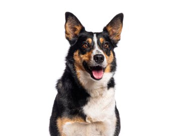 Mutlu Sınır Collie 'si dili açık soluk soluğa, bembeyaz.