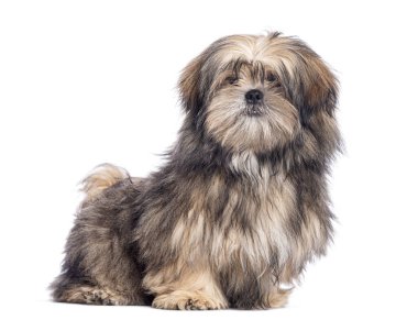 Lhassa Apso, tüylü, kahverengi ve beyaz kürklü, tuhaf görünüşlü, beyaz tenli.