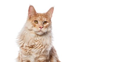 Gümüş kırmızısı bir rakunun kafasından vurduğu kurşun merakla beyaz üzerine izole edilmiş bir şekilde uzağa bakıyor.