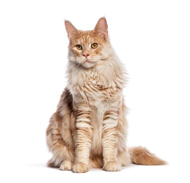 Gümüş rengi Maine Rakunu, beyaz tenli, meraklı bir şekilde oturuyor ve başka tarafa bakıyor.