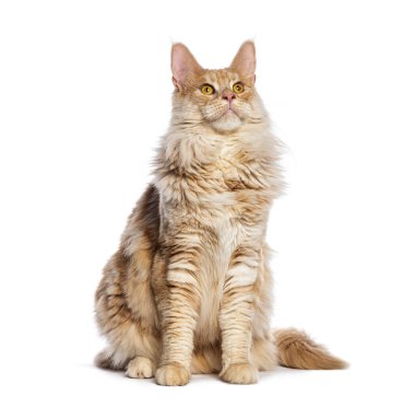 Erişkin gümüş maine rakun kedisi, beyaz tenli, ilgiyle oturuyor ve bakıyor.