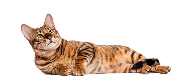 stock image Toyger cat lying down and looking up isolated on white background