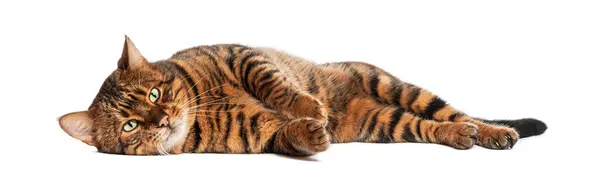 stock image Cute Toyger cat is lying on its side on white background