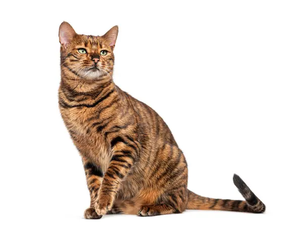 stock image Toyger cat sitting and looking up with curiosity, isolated on a white background