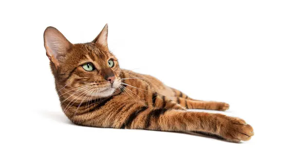 stock image Toyger cat is laying on a white backdrop with its front paws outstretched and its head slightly tilted