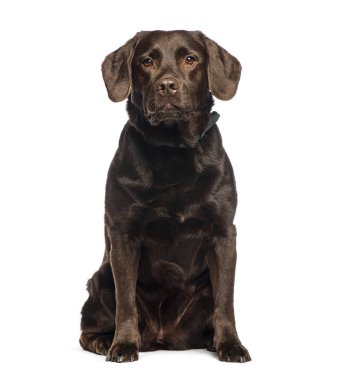Çikolatalı Labrador Retriever beyaz arka planda oturuyor ve kameraya bakıyor.