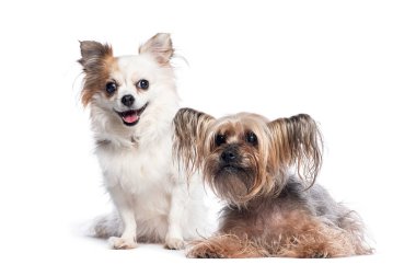 Chihuahua oturuyor ve Yorkshire teriyeri uzanıyor, ikisi de ileriye bakıyor, beyaz üzerine izole edilmiş.