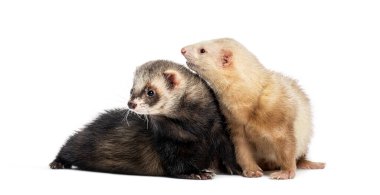 İki gelincik birlikte oynuyor, beyazlar içinde soyutlanmış.