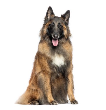 Tervuren, Belçikalı çoban köpeği beyaz arka planda oturuyor ve nefes nefese.