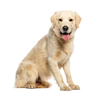 Mutlu Golden Retriever Köpeği oturur ve soluyan dili beyaza yapışır