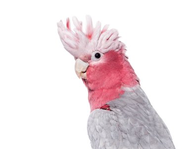Kafadan, Roseate Kakadusu 'nun yan görüntüsü, ya da Galah, arması açık, beyaz üzerine izole edilmiş.