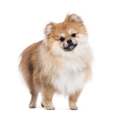 Beyaz arka planda duran ve meraklı görünen sevimli Pomeranian köpeği