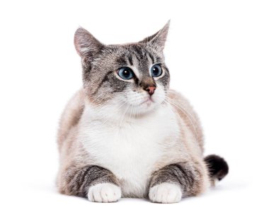 Gri ve beyaz kedicik Avrupalı kısa boylu mavi gözlü kedi yerde yatıyor ve merakla yukarı bakıyor