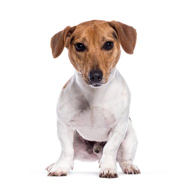Jack Russell Terrier, beyaz üzerine izole edilmiş.