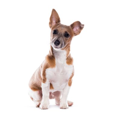 Jack Russell Terrier, beyaz üzerine izole edilmiş.