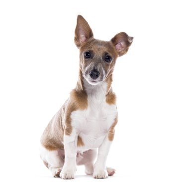 Jack Russell Terrier, beyaz üzerine izole edilmiş.