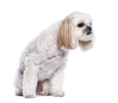 Küçük beyaz Shih tzu köpeği oturuyor ve beyaz bir arka planda merakla bakıyor.