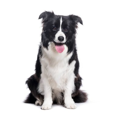 Mutlu Siyah ve Beyaz Sınır Collie soluk soluğa kameraya bakıyor.