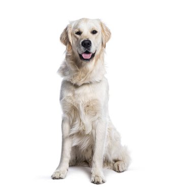 Golden Retriever beyaz arka planda oturuyor ve oynadıktan sonra soluk soluğa, beyaz üzerine izole