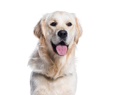 Golden retriever köpeği beyaz arka planda oturuyor ve mutlu bir şekilde nefes alıyor.