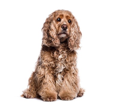 Yaşlı yaşlı, gri ve kör İngiliz Cocker Spaniel, beyaz tenli