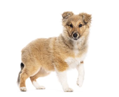 Dört aylık yavru köpek Shetland Sheepdog yürür ve bakar xith merak, beyaz izole