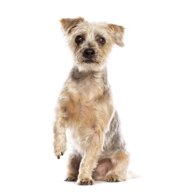 Melez köpek yerde oturuyor ve beyaz bir pençe kaldırıyor.