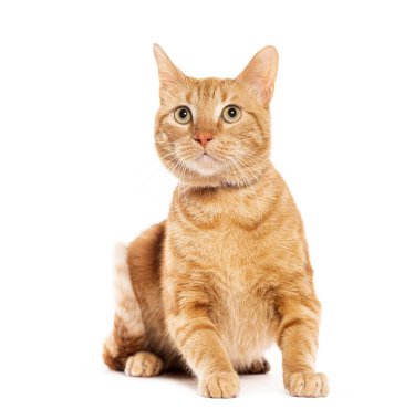 Ginger Tabby Avrupai Kedisi oturur ve bakar, beyaz üzerine izole edilmiş.