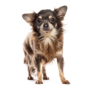 Beyaz arka planda duran uzun saçlı şirin bir chihuahua köpeği.