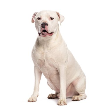 Dogo Argentino oturuyor, beyaz tenli.